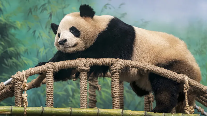 Cover image for Why Is Panda Milk Pink? The Magic of Mother Panda's First Milk — a giant panda related article on Pandacommon