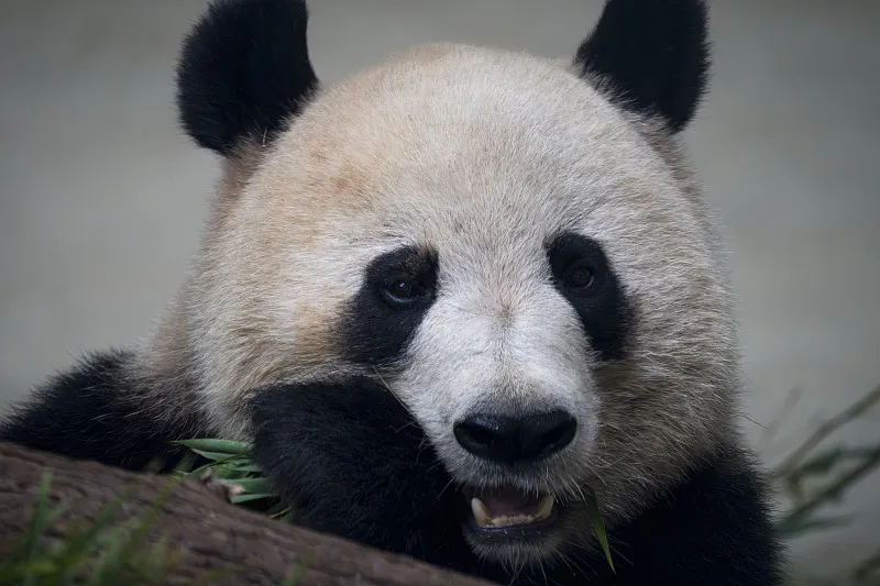 Cover image for Why Are Pandas Black and White? A Color Camouflage Guide for Kids — a giant panda related article on Pandacommon