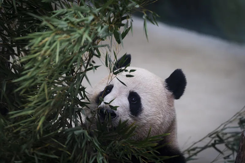 Cover image for Why Pandas Don't Hibernate: Winter Survival at High Altitude — a giant panda related article on Pandacommon