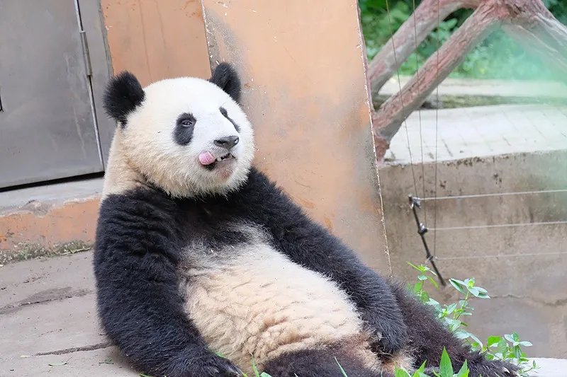 Cover image for From WWF Logo to Olympic Mascot: How Panda Became the World's Strongest IP — a giant panda related article on Pandacommon